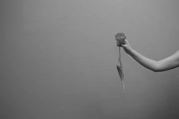 Black and white photo of woman's hand with tulip branch
