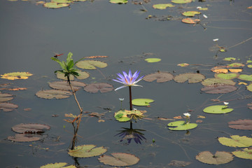 Blue lotus blooming on the lake and red dragonfly resting on the branch