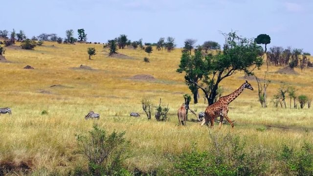 a giraffe is walking in Serengeti National Park, Tanzania, Africa