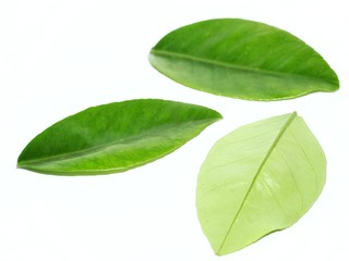 green leaf isolated on white background