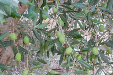 The fruits and leaves of the olive tree