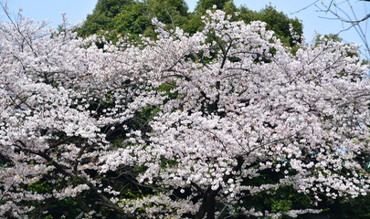 Cherry blossom in Tokyo, Japan