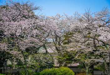 Cherry blossom in Tokyo, Japan