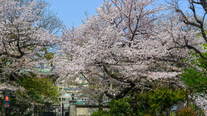 Cherry blossom in Tokyo, Japan