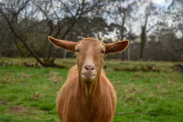 Golden Guernsey Goat