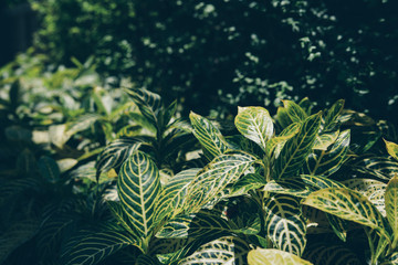 green leaf of small plant in nature garden