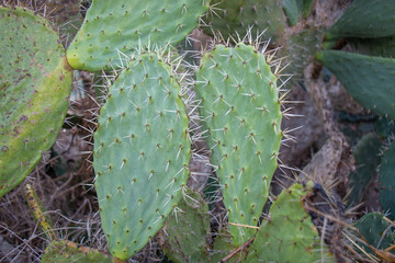 Cactus plant in Palestine