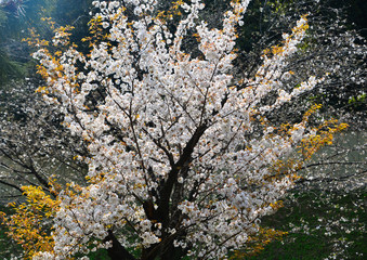 Cherry blossom in Tokyo, Japan