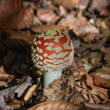 champignon: ammanite phallo&iuml;de en automne