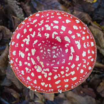 champignon: ammanite phallo&iuml;de en automne
