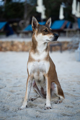 Stray Dog at the Beach in Koh Samui, Thailand