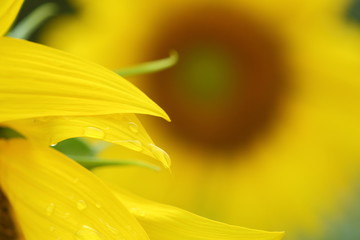 water dew drop on yellow flower petal, beautiful sunflower blooming in the morning