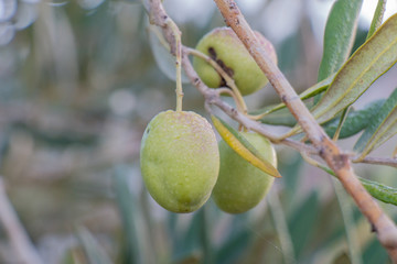 The fruits and leaves of the olive tree