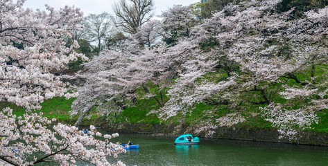 Cherry blossom in Tokyo, Japan