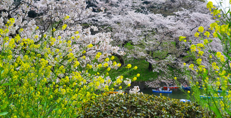 Cherry blossom in Tokyo, Japan