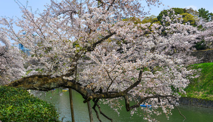 Cherry blossom in Tokyo, Japan
