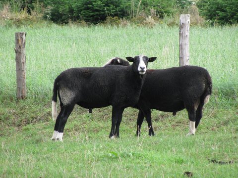 Zwartbles breed sheep