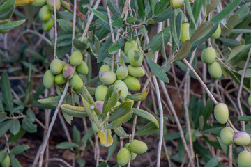 The fruits and leaves of the olive tree