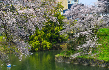 Cherry blossom in Tokyo, Japan