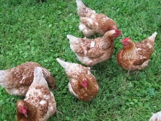 Brown laying hens free range