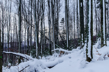Zimowy las Bieszczady   © wedrownik52