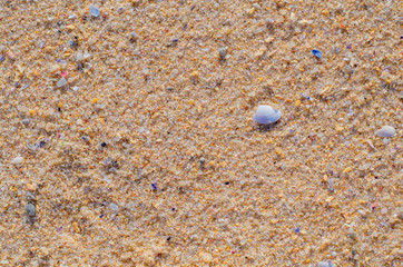 Background texture of sand, small stones and shells. Beach on the ocean coast in Portugal.