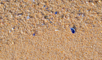 Background texture of sand, small stones and shells. Beach on the ocean coast in Portugal.