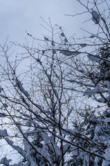 gałęzie niebo śnieg © wedrownik52