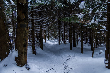 Zimowy las Bieszczady szlak turystyczny 