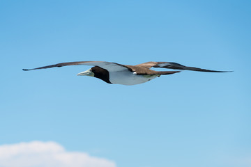 小笠原諸島　空を飛ぶカツオドリ