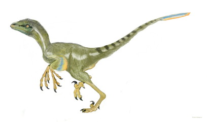 シノルニトサウルス　ドロマエオサウルス科の小型肉食恐竜。化石から羽毛で覆われていたことがわかっている。白亜紀前期の中国大陸に生息。全長は120センチ。前腕の関節は羽ばたきができるほどの可動域を持っている。さらに近年毒蛇の毒牙のように上顎の長い歯に縦溝が見つかり、その歯の根元に当たる骨には空洞があることから、毒牙を持った恐竜であった可能性も指摘されている。 - obrazy, fototapety, plakaty