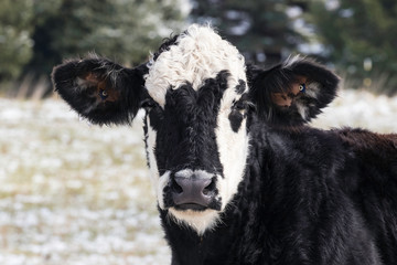 Close up Head of Holstein Cow