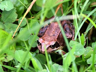 Obraz premium Frosch im Gras