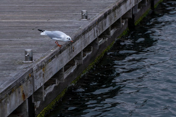 Vogel vor Sprung ins Meer
