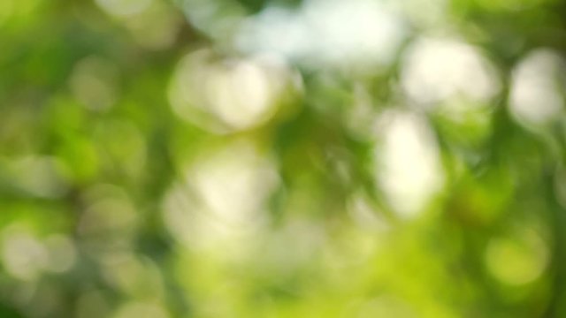 blurred green tree leaves sway in wind at warm sunlight extreme close background slow motion
