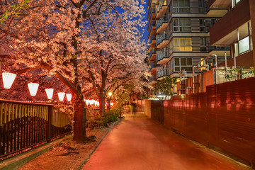 Fototapeta na wymiar Night scene of cherry blossom