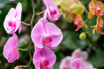 Fototapeta na wymiar pink orchid flower garden - orchid flowers