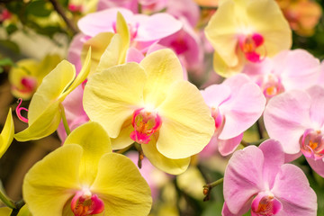 colorful orchid flower garden - orchid flowers