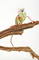 Veiled chameleon / Jemenchamäleon (Chamaeleo calyptratus) Halbalbino
