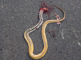 Carcass of the dead snake on the asphalt due to roadkill
