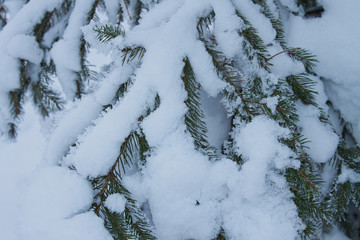 branches of spruce covered with fluffy white snow