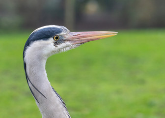 portrait of a heron