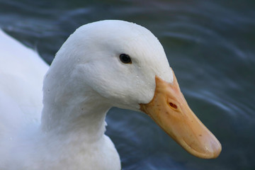 duck on water