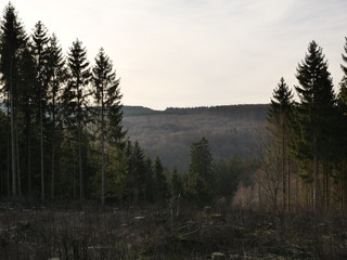 Waldlichtung