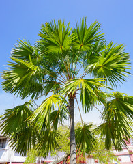 Decorative palm tree on the street