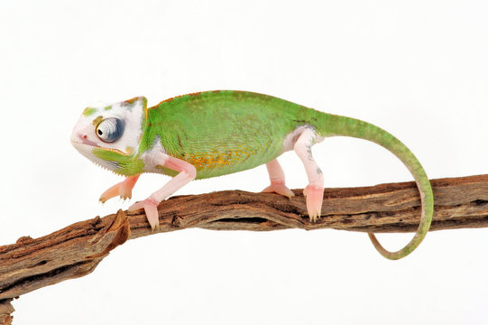 Veiled chameleon / Jemenchamäleon (Chamaeleo calyptratus) Halbalbino