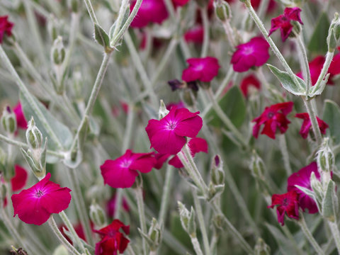 (Lychnis coronaria) Coquelourde des jardins aux tiges gris&acirc;tres, feuillage velout&eacute; vert argent&eacute;, feuilles lanc&eacute;ol&eacute;es, petites fleurs aux p&eacute;tales magenta, ondul&eacute;es et incis&eacute;es, plus clair au centre