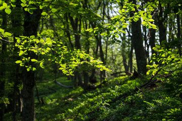 Fototapeta na wymiar Green branches in a sunny spring forest