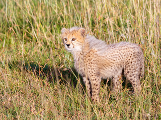 Portrait of a young cheetahs in Africa