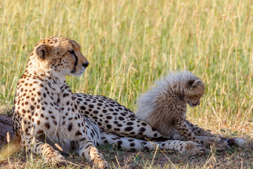 Cheetah mother with a cub laying down in the grass